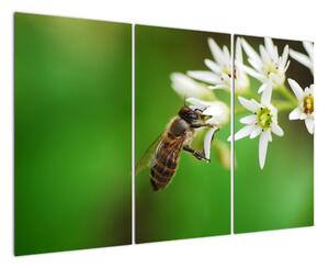 Fotka včely - obraz (120x80cm)
