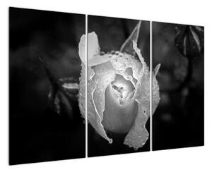 Obraz černobílé růže (120x80cm)