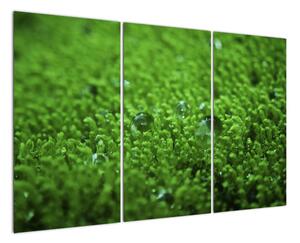 Detail trávy - obraz (120x80cm)