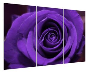 Detail růže - obraz (120x80cm)