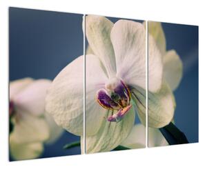 Obraz orchideje (120x80cm)