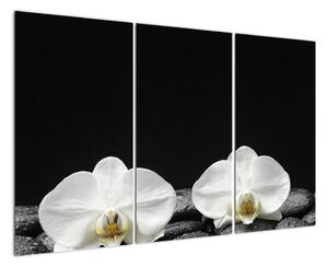 Orchideje - obraz (120x80cm)