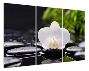 Fotka květu orchideje - obraz auta (120x80cm)