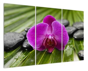 Orchidej - obraz (120x80cm)