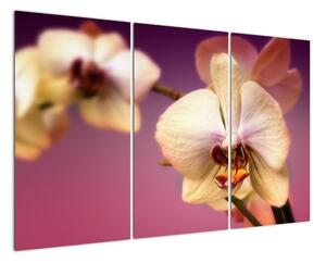 Obraz - orchidej (120x80cm)
