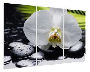 Květ orchideje - obraz na zeď (120x80cm)