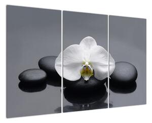 Květ orchideje - moderní obraz (120x80cm)