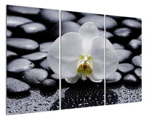 Květ orchideje - obraz (120x80cm)