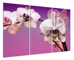 Moderní obrazy - orchidej (120x80cm)