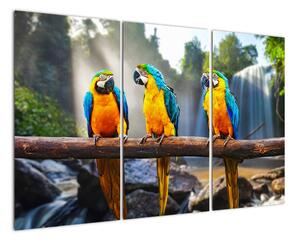 Obraz - papoušci (120x80cm)