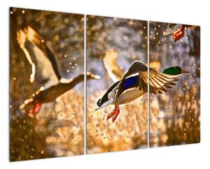 Letící kachny - obraz (120x80cm)