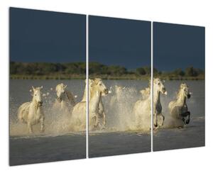 Cválající koně, obraz (120x80cm)