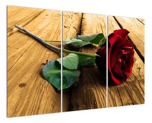 Ležící růže - obraz (120x80cm)