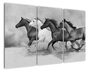Obraz cválajících koňů (120x80cm)