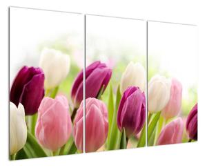 Tulipány, obrazy (120x80cm)