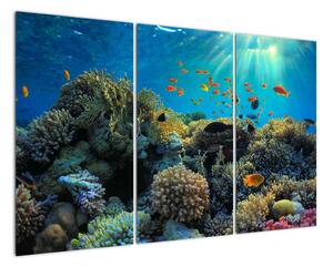 Obraz podmořského světa (120x80cm)