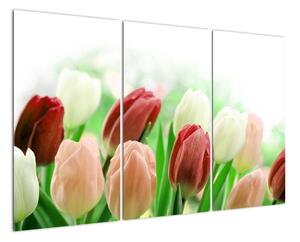 Tulipány, obraz (120x80cm)