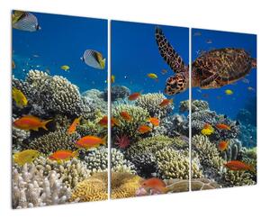 Obraz podmořského světa (120x80cm)
