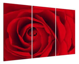 Detail červené růže - obraz (120x80cm)