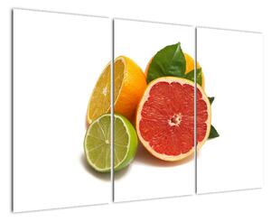 Citrusové plody - obraz (120x80cm)