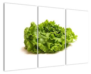 Salát - obraz (120x80cm)
