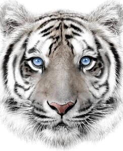 Mikroflanelová dětská deka Bílý tygr 120x150 cm