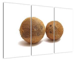 Kokosový ořech, obraz (120x80cm)