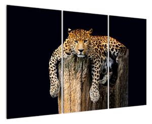 Leopard, obraz (120x80cm)