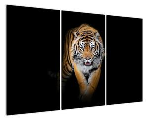 Tygr, obraz (120x80cm)