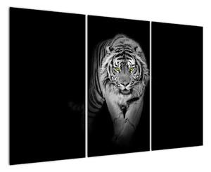Tygr černobílý, obraz (120x80cm)