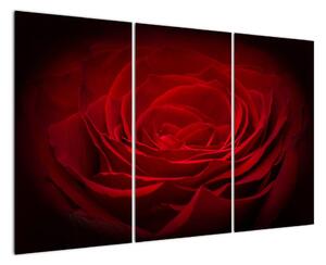Makro růže - obraz (120x80cm)