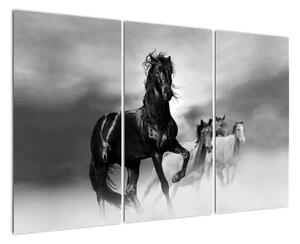 Černobílý obraz koňů (120x80cm)