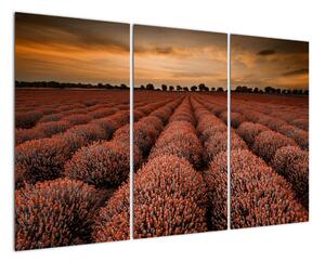 Květinové pole - obraz (120x80cm)