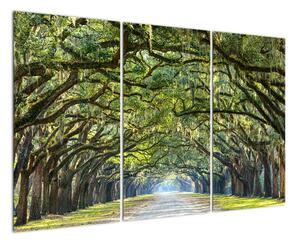 Aleje stromů - obraz (120x80cm)