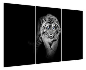 Černobílý lev - obraz (120x80cm)