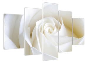 Obraz bílé růže (150x105cm)