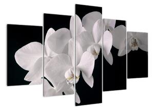 Obraz - bílé orchideje (150x105cm)