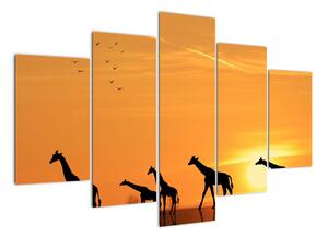 Moderní obraz - žirafy (150x105cm)