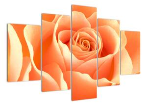 Obraz oranžové růže (150x105cm)