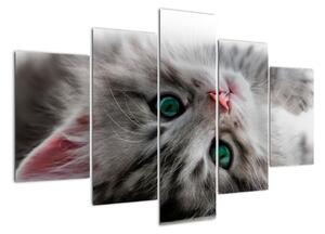 Obraz kočky (150x105cm)