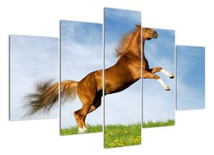 Obraz koně na zadních (150x105cm)