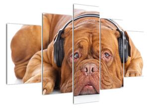 Moderní obraz - pes se sluchátky (150x105cm)