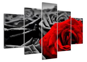 Obraz červené růže (150x105cm)