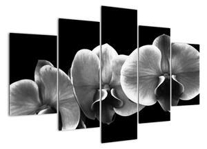Černobílý obraz - orchidej (150x105cm)