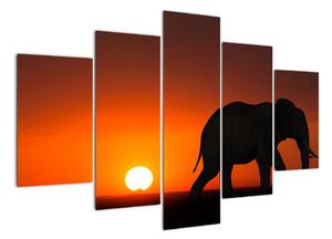 Obraz slona v zapadajícím slunci (150x105cm)