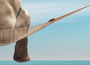 Obraz sloní váha Velikost (šířka x výška): 50x70 cm