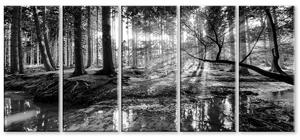 Obraz lesní úsvit černobílý Velikost (šířka x výška): 100x45 cm
