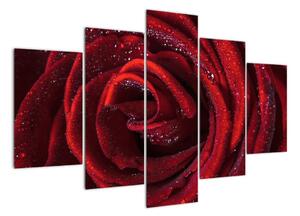 Obraz rudé růže (150x105cm)