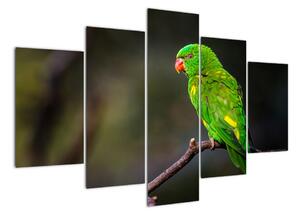 Obraz zeleného papouška (150x105cm)