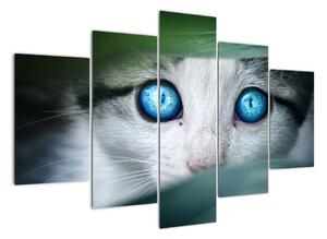 Obraz kočky, zářivé oči (150x105cm)